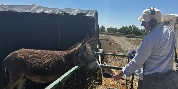 donkey