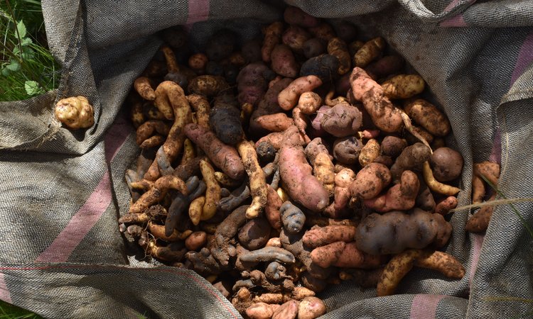muchas papas